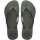 Green Olive